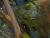 _A003434croofm.jpg